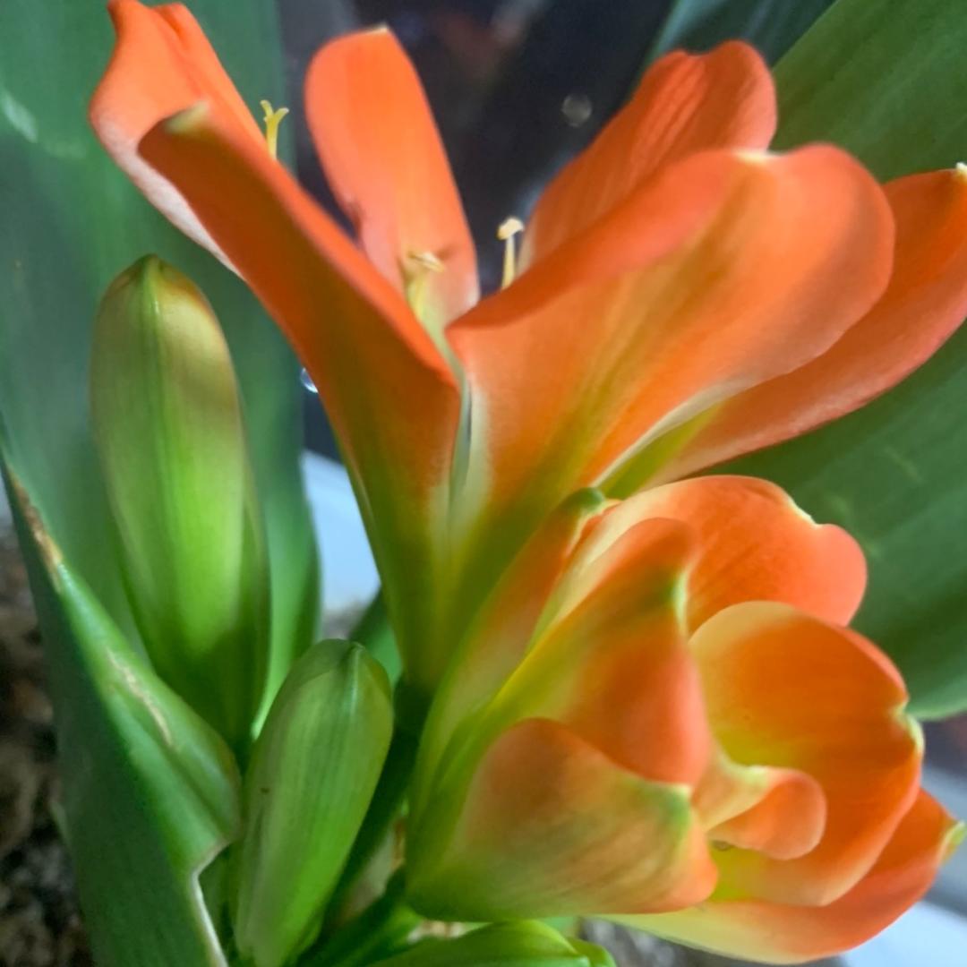 芷毓