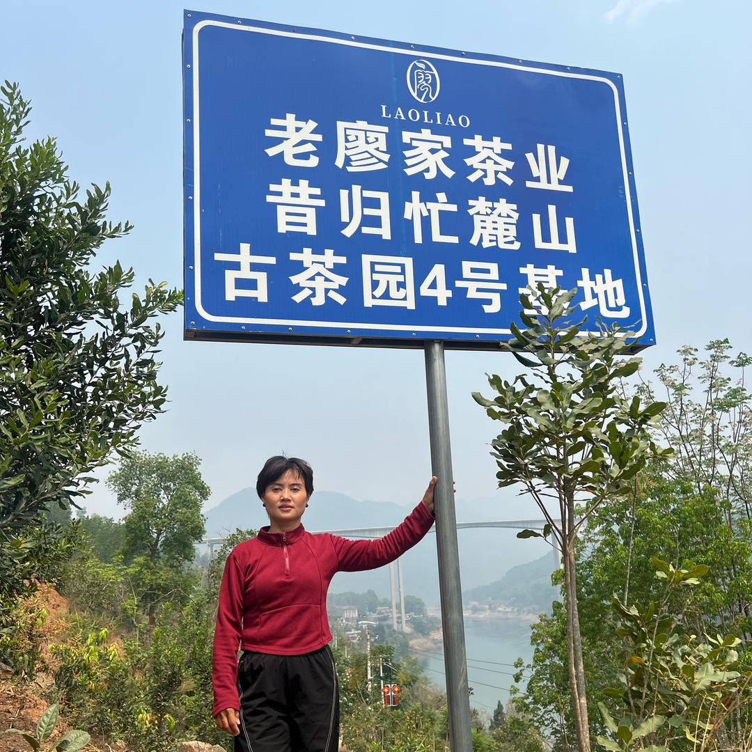云南临沧昔归忙麓山源头好茶～34号