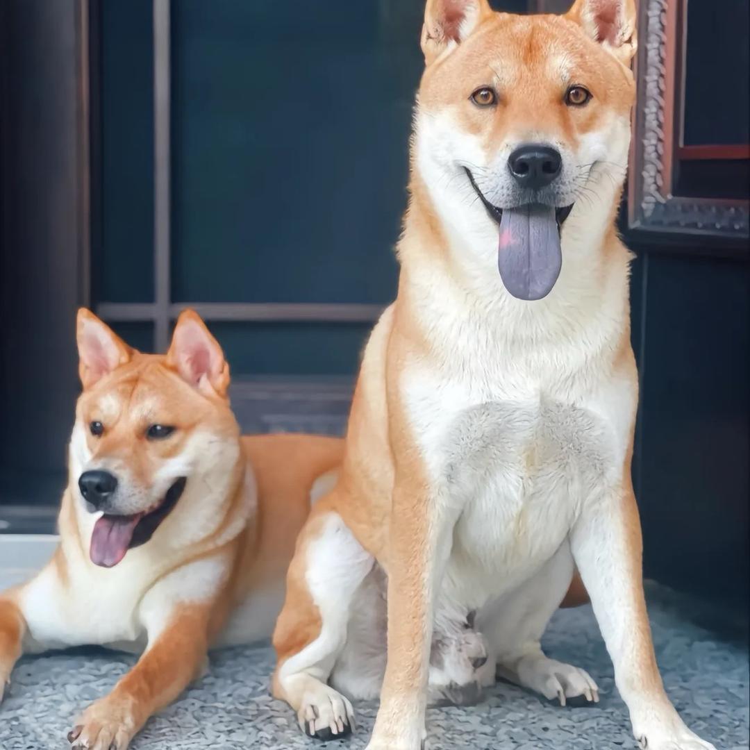 家开犬舍