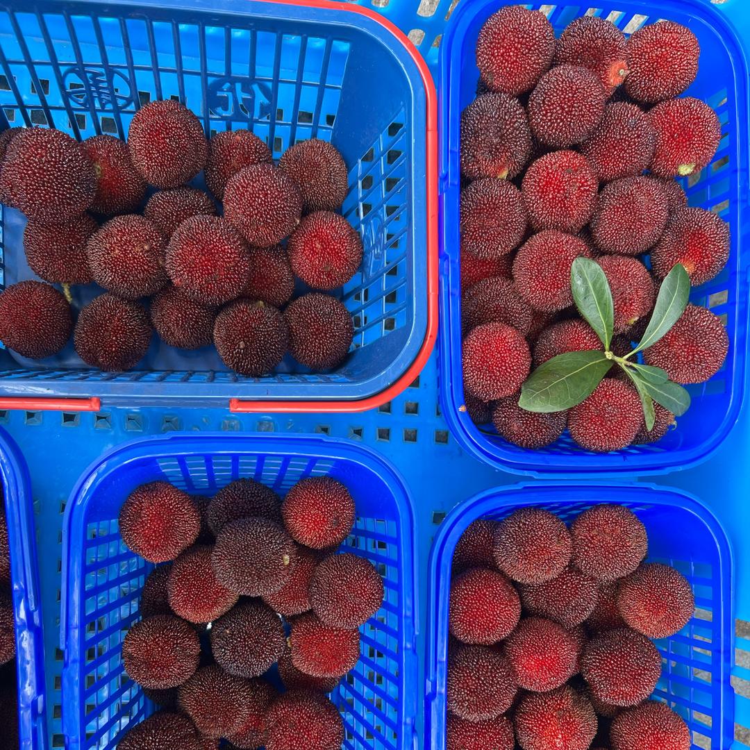 老林杨梅铺—仙居东魁