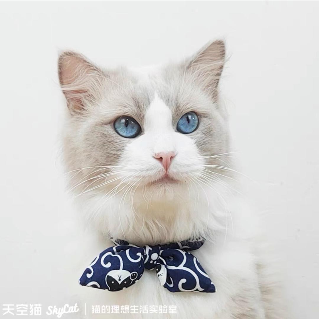 卡比丘的喵