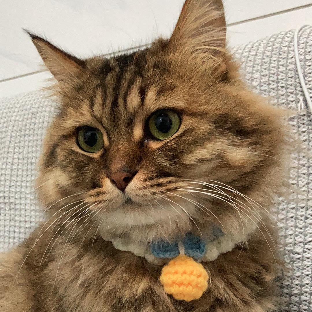 老猫