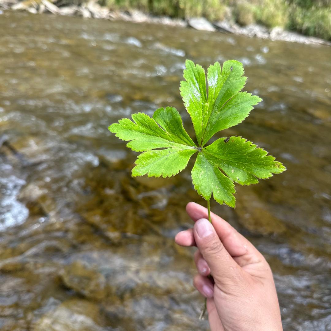 B🍃