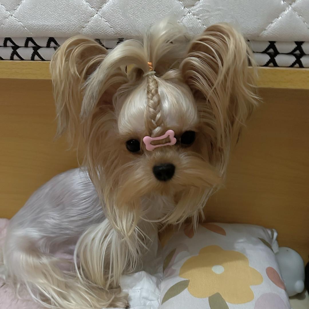 ۣۖิ涵🐾ۖิ涵ิ