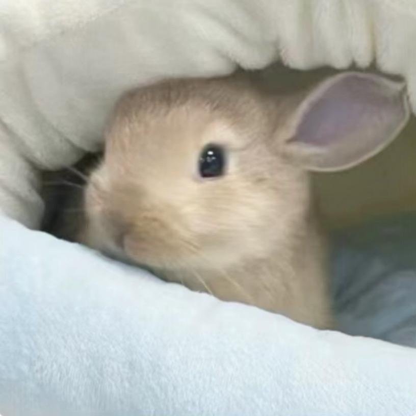 明天一定吃早饭