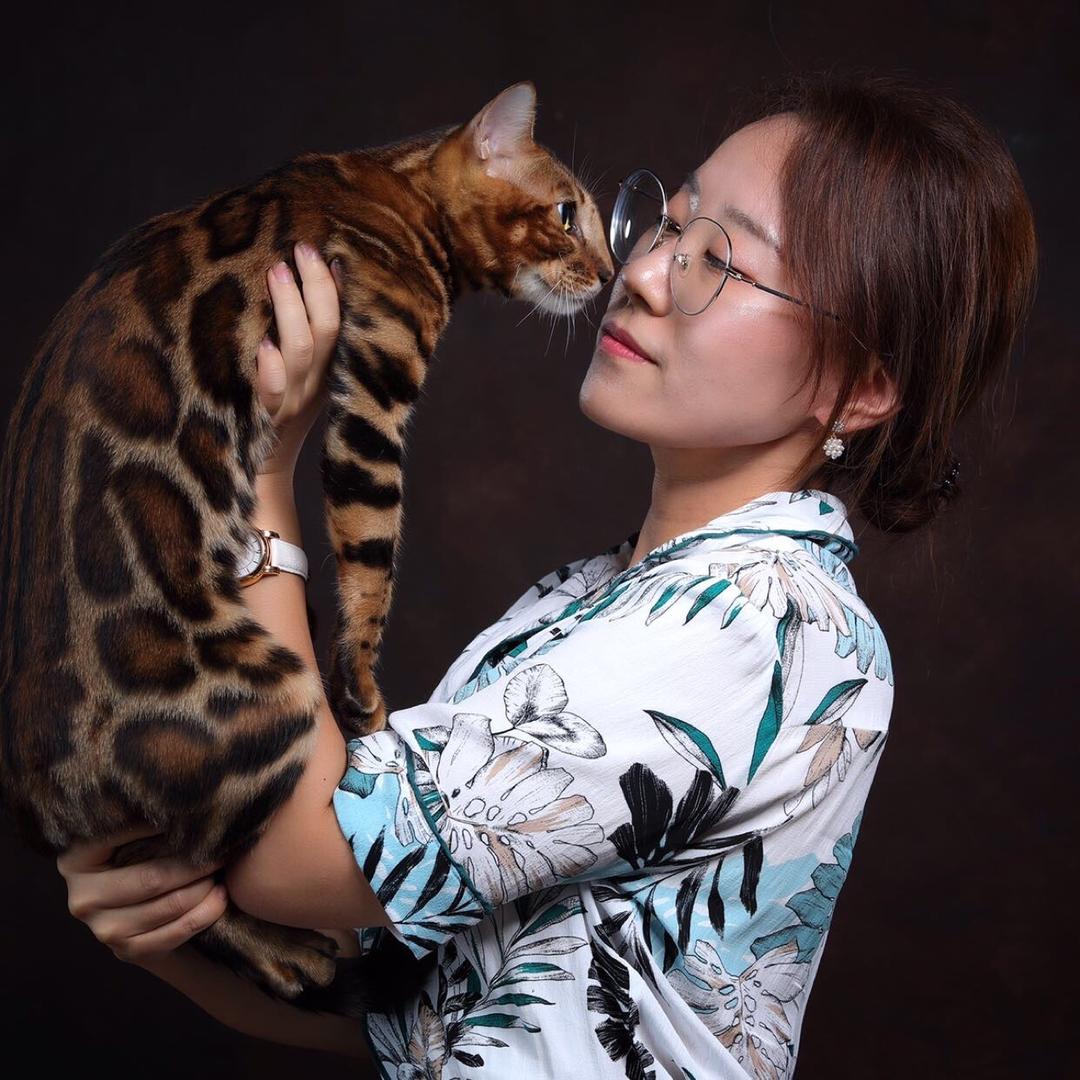 Golden孟加拉豹猫