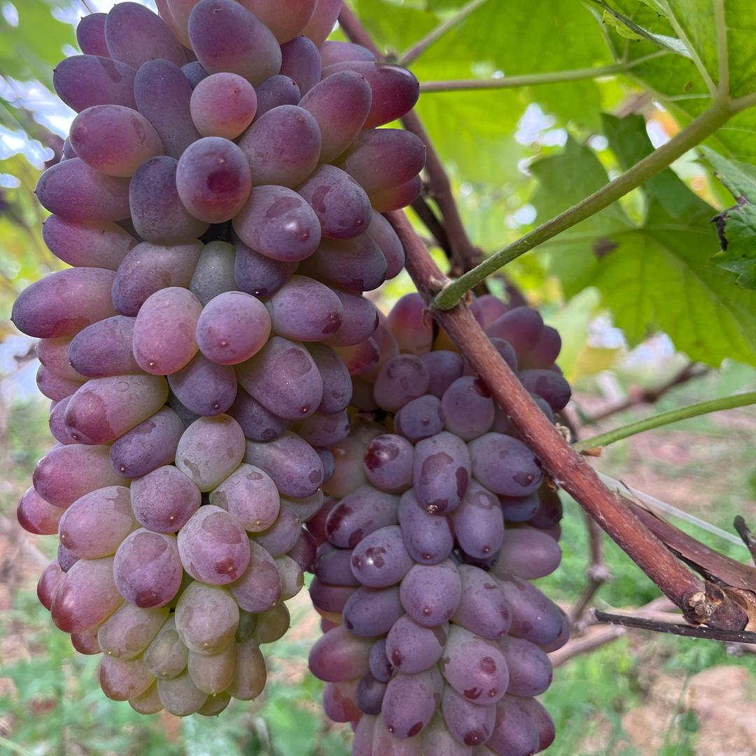 🍇茉莉香葡萄