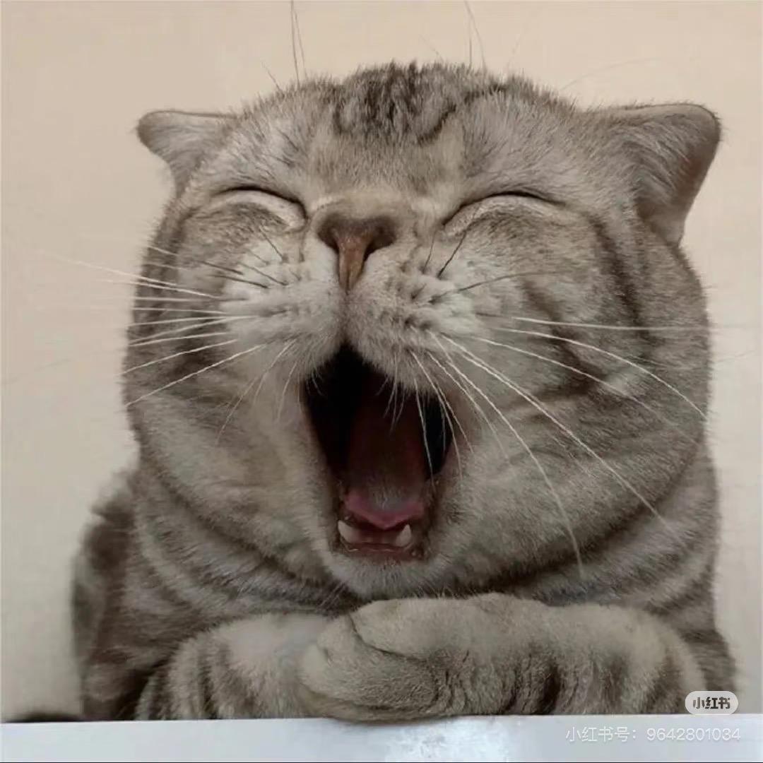 -琪.