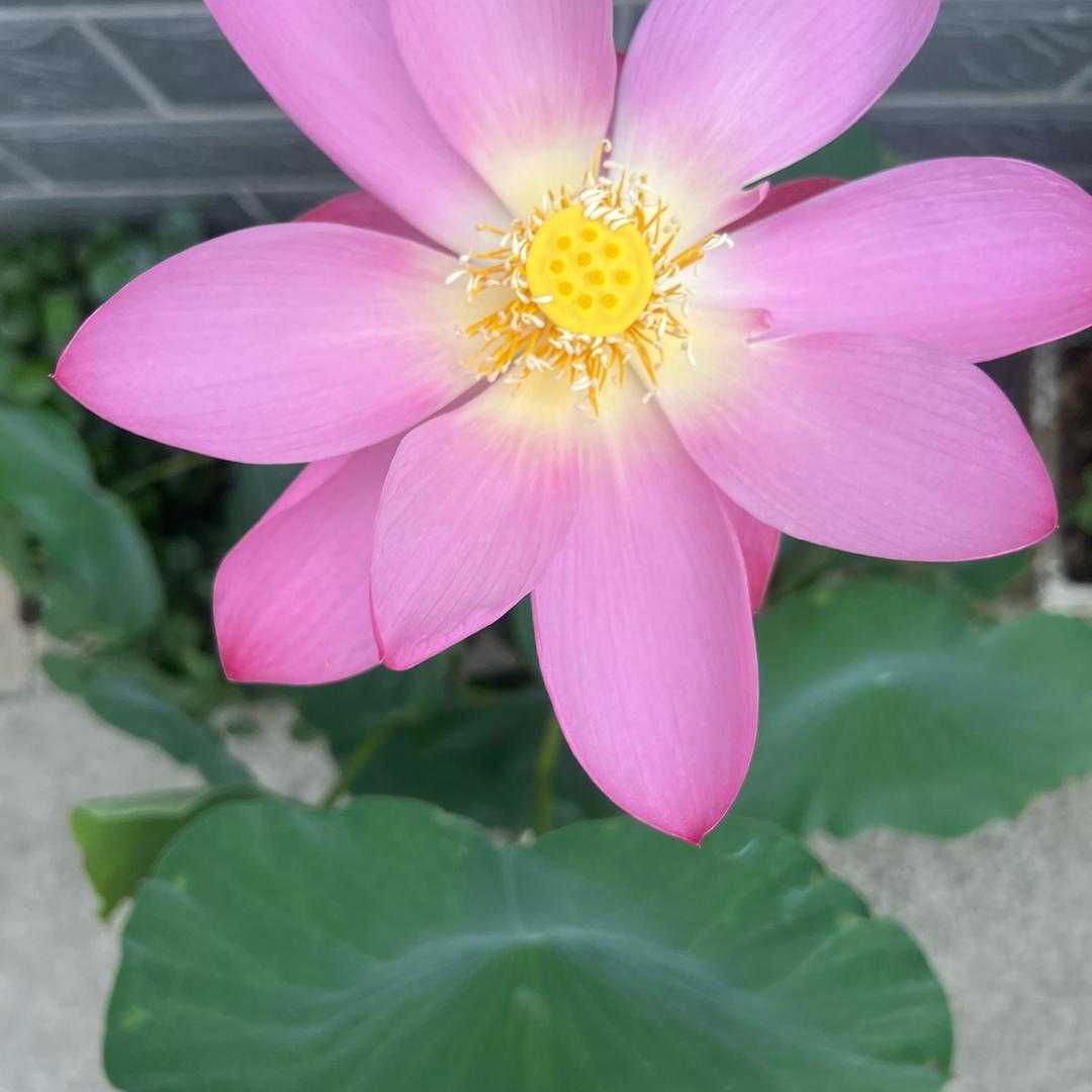 一路芳香