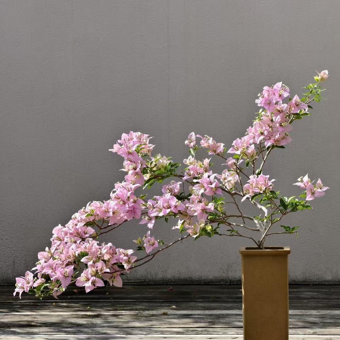 合心意花卉园