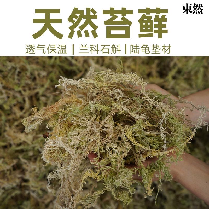 束然水苔