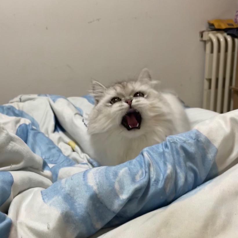 今天也喜欢小张