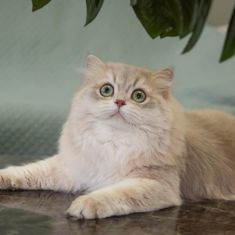 吉缘猫舍