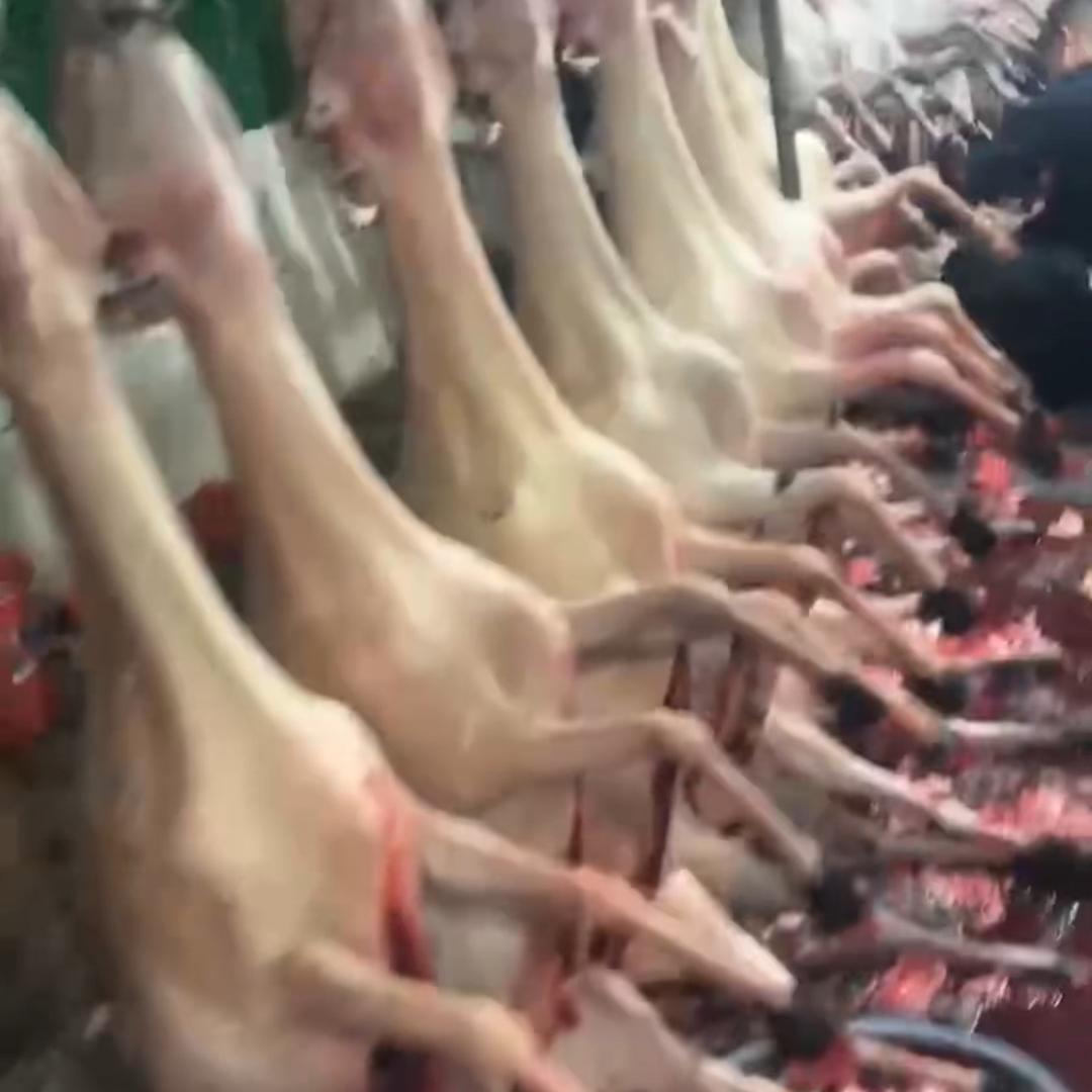 清远闻记羊肉批发零售