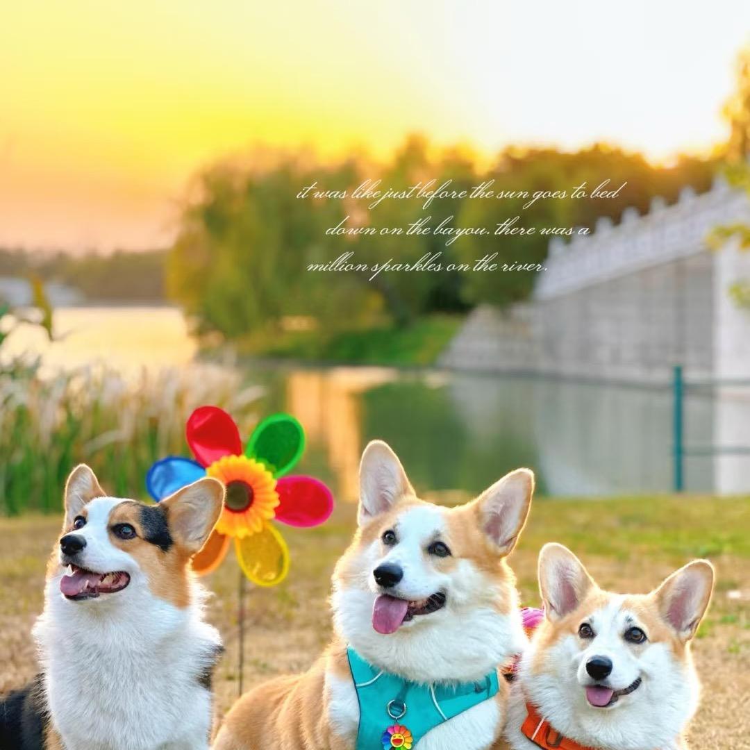 小狗木木