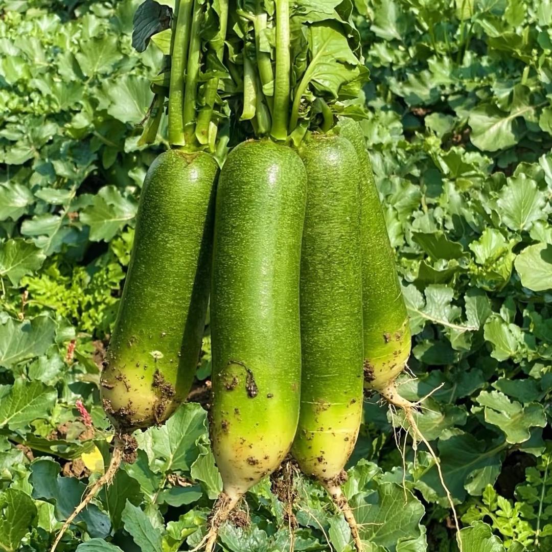 大表嫂农家鲜果园