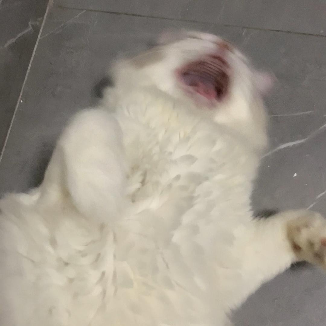 喵喵宠物百货🐈‍⬛