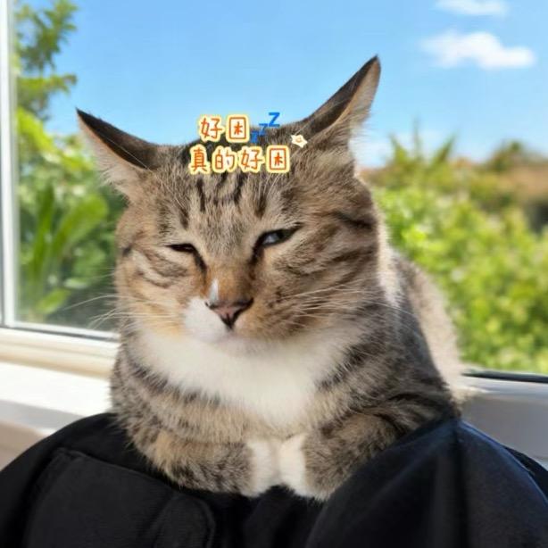 喵喵是只招财猫