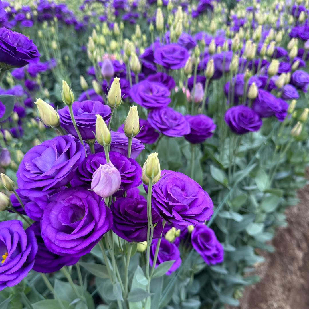 云上花仓