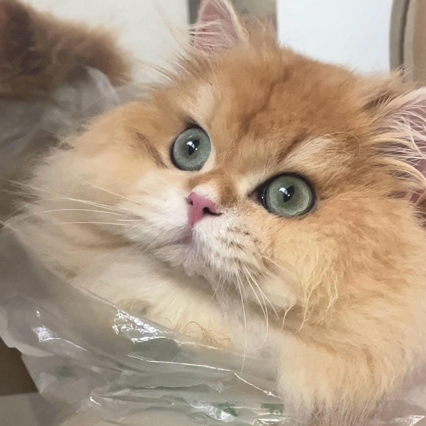 张多米的日常～