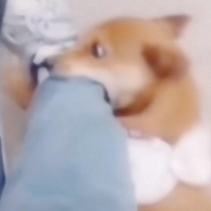 风车车🌬️