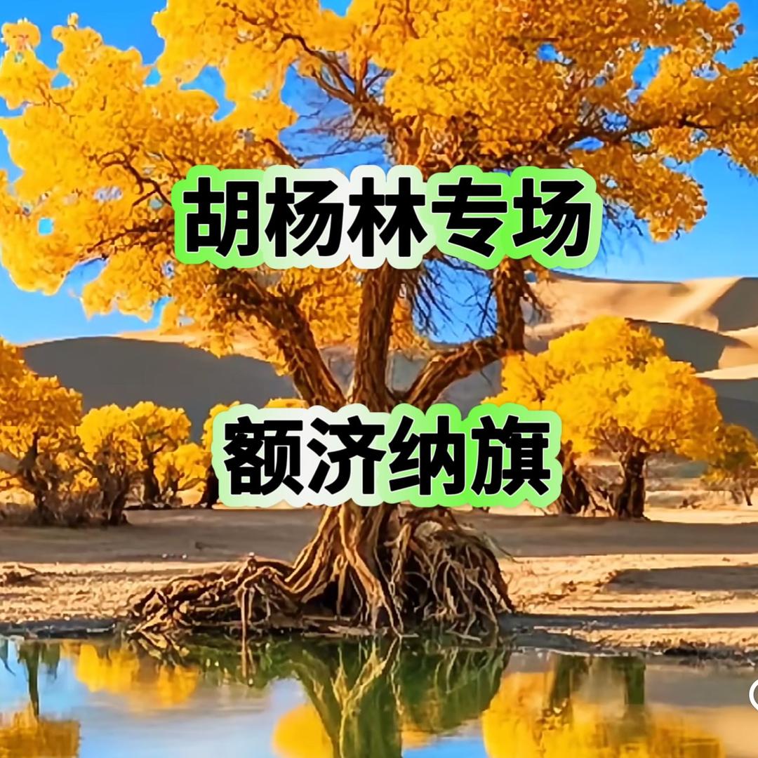 【胡杨林专场】内蒙古旅游