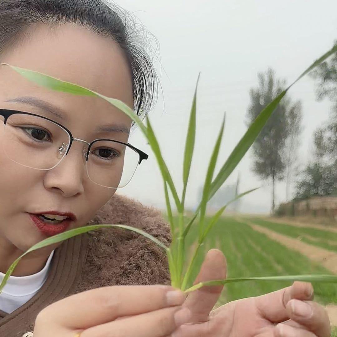 小麦玉米姐