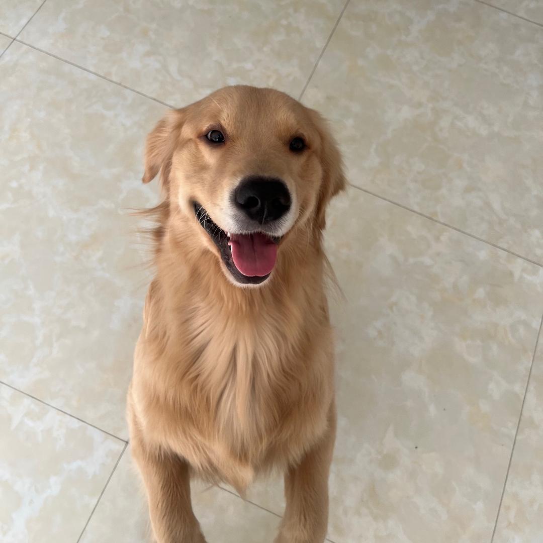 金毛❤️嘟嘟