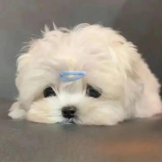 赵烧鸡腿堡-