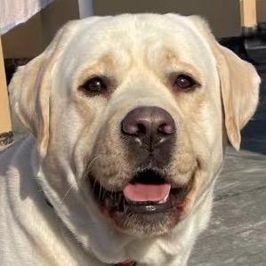 灯灯来啦🐶