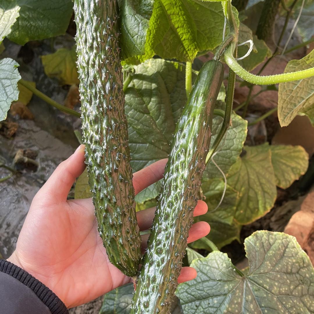 寿光市科茂种子有限公司