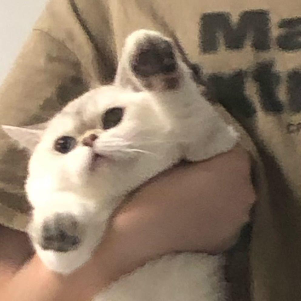 小木白