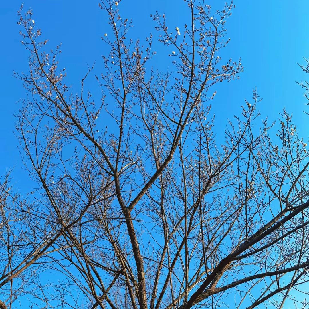 东北那嘎达的事儿