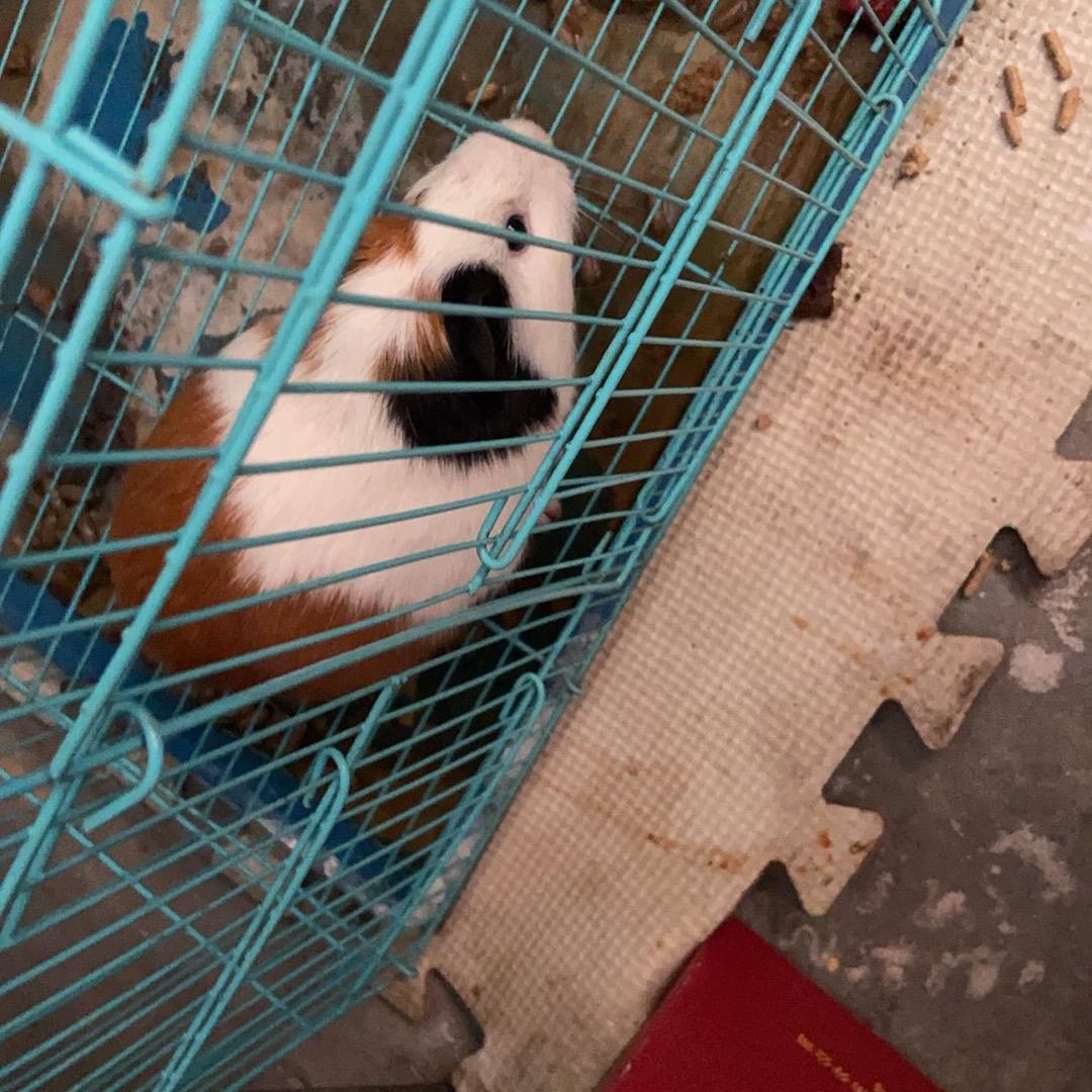 秋哥