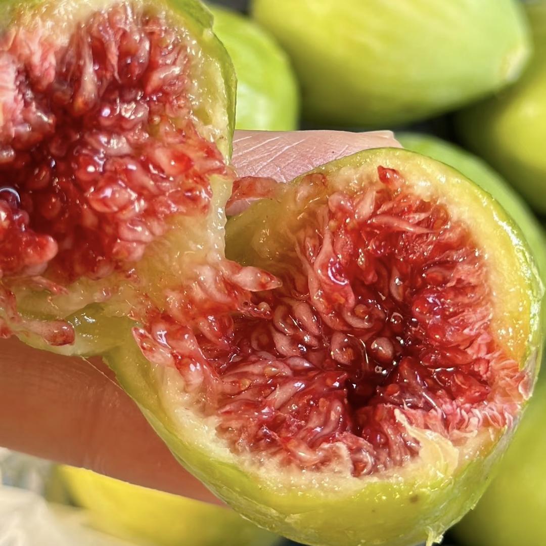 威海无花果森林果园