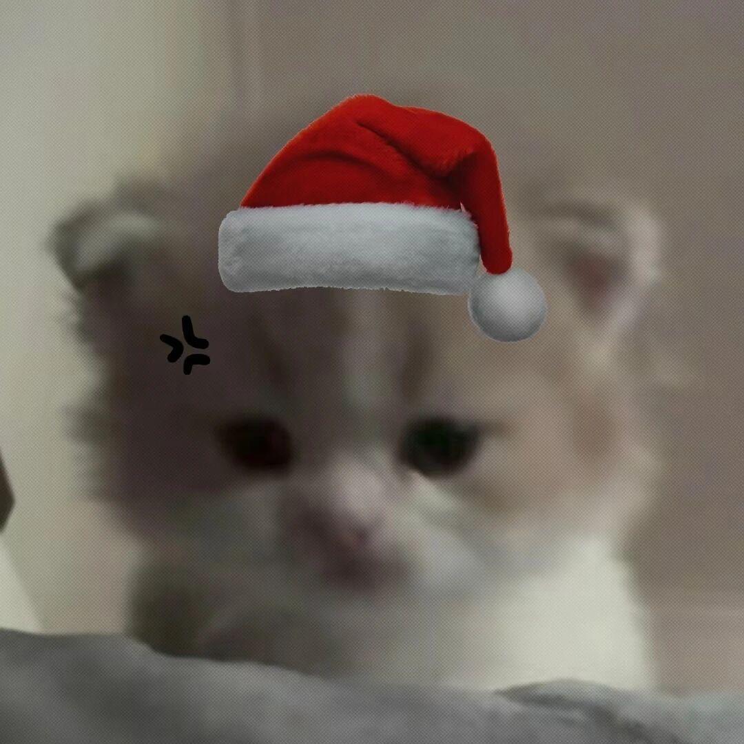 小猫会cc