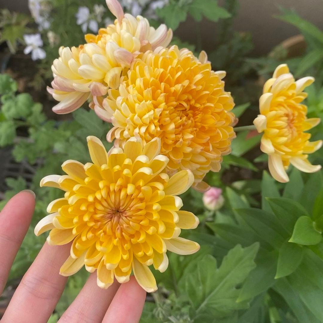 山野花雾