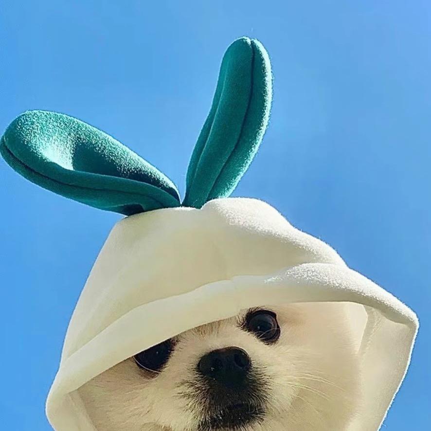 八方来财的小胖子🐰