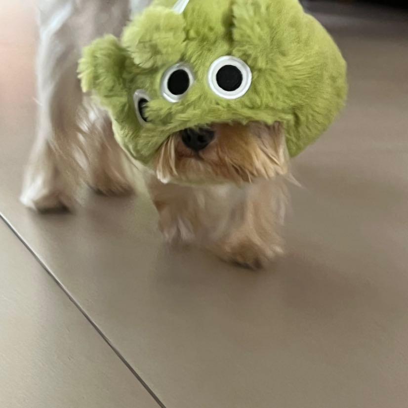 庄庄庄