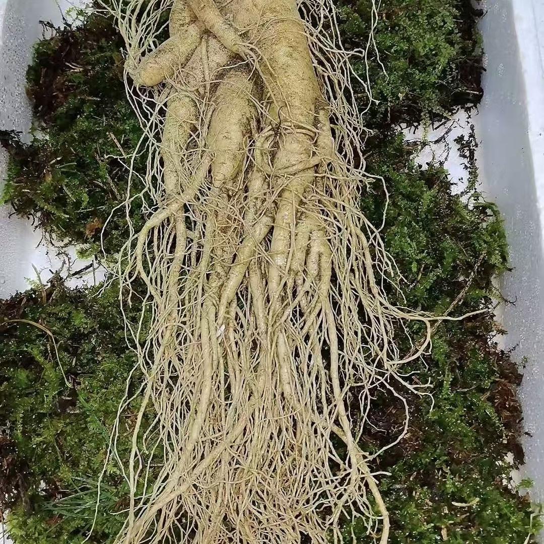 长白山汐禹东北特产店