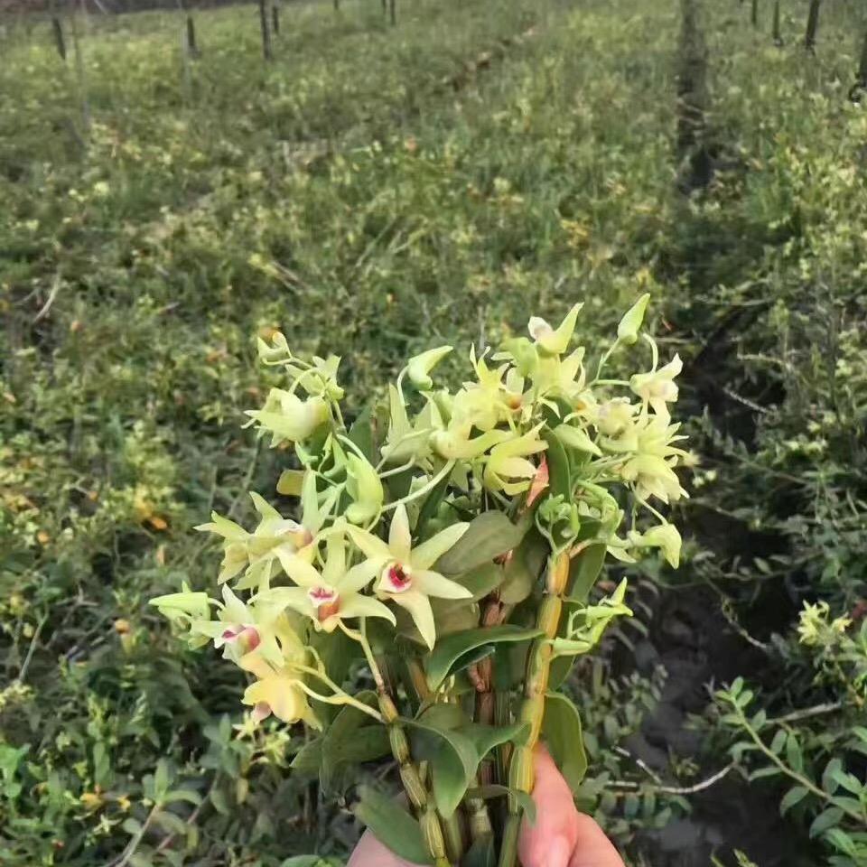 聊聊农业种植