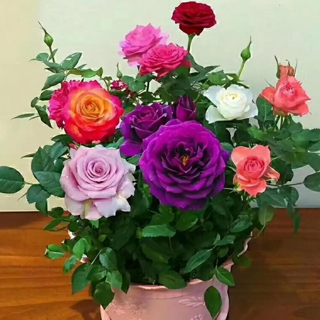 四季花坞