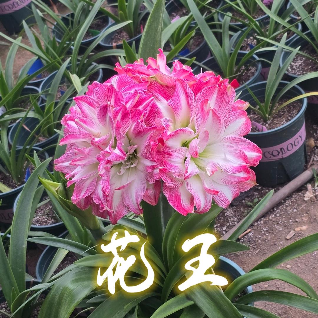 名花园艺