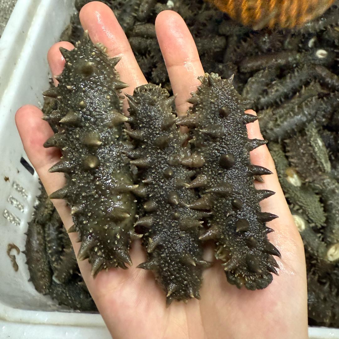 鼎参极海参批发