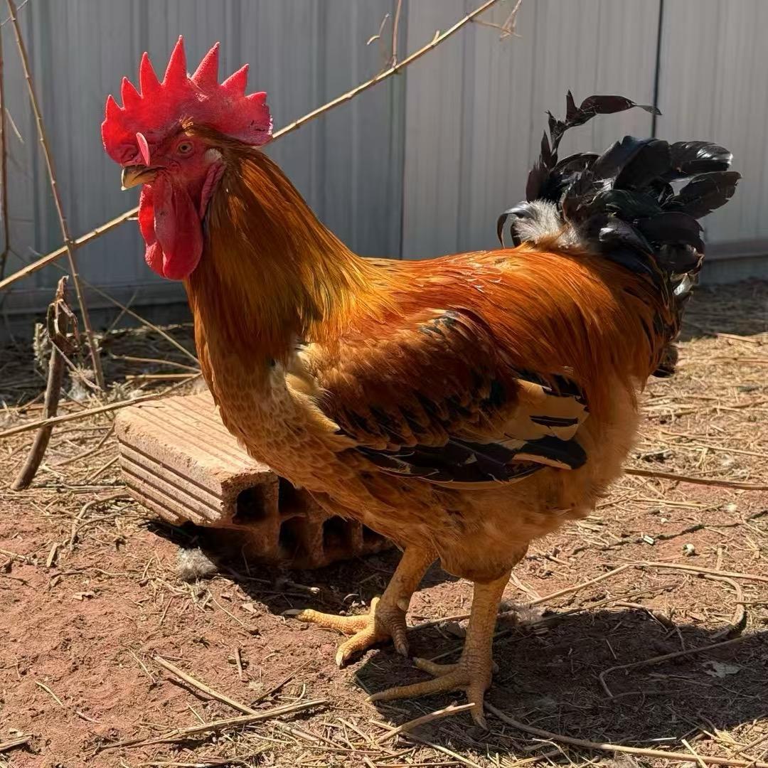 90后小伙回乡创业养鸡