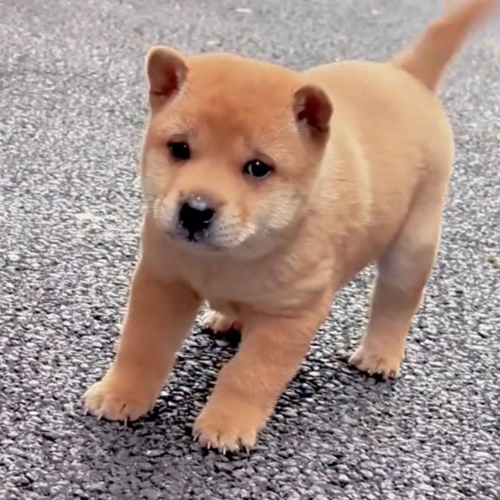 寻犬者