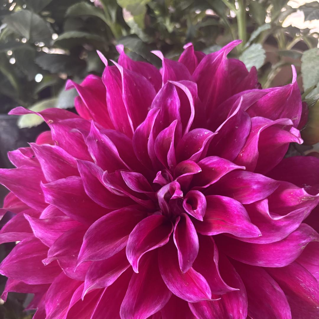 琅琊花卉苗木园艺