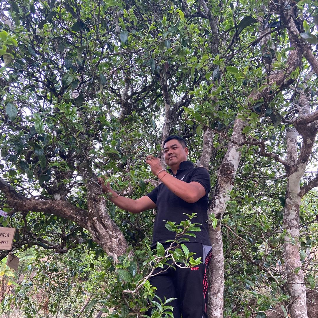 制茶人老李的茶