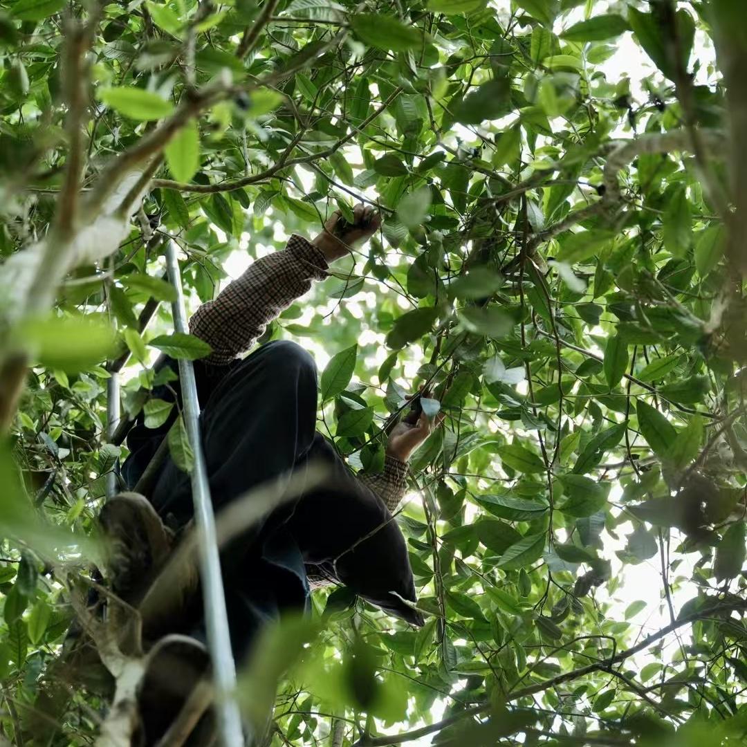百花潭71号【源头茶农】