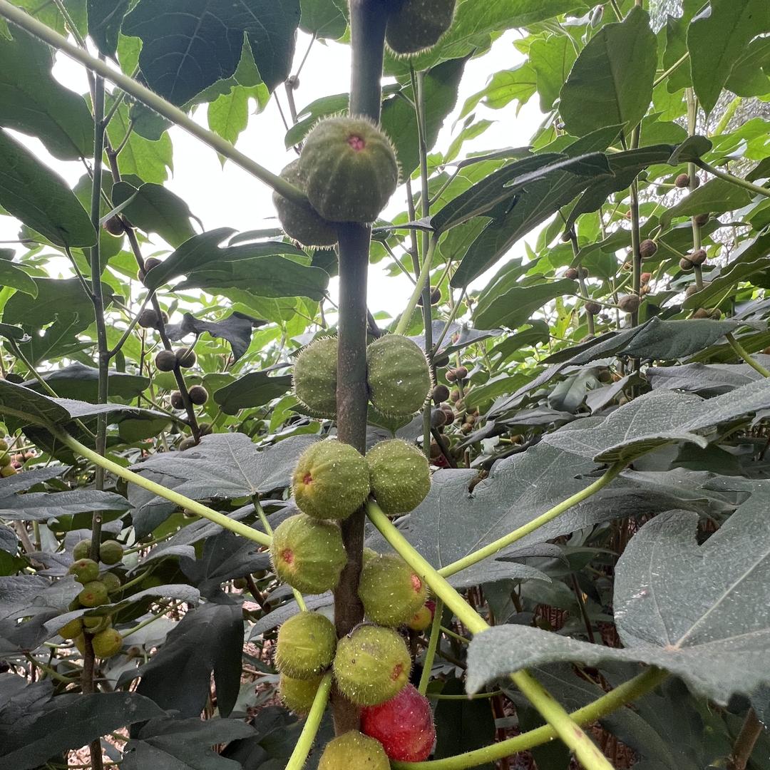 五指毛桃生态永福